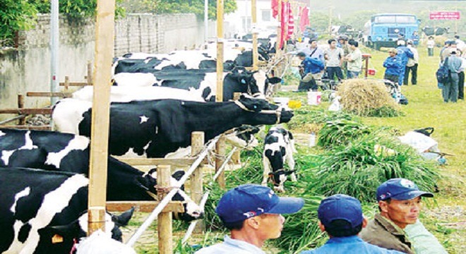 Ì ạch ngành chăn nuôi bò sữa