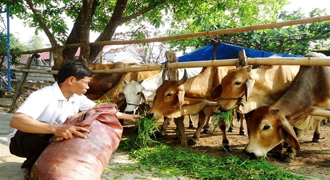 Thách thức "đè nặng" chăn nuôi