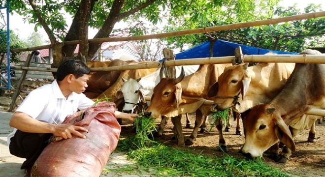 Tái thiết ngành chăn nuôi